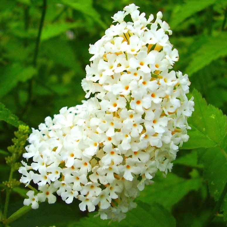 Буддлея давида Уайт Профьюшн