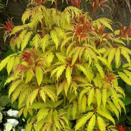 Бузина красная Сатэрлэнд Голд