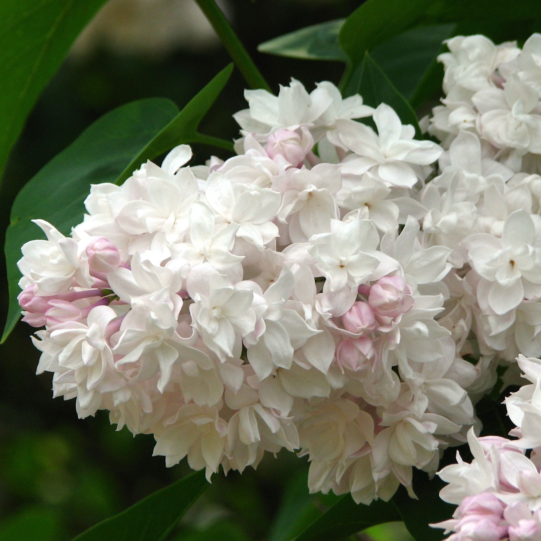 Сирень обыкновенная Красавица Москвы