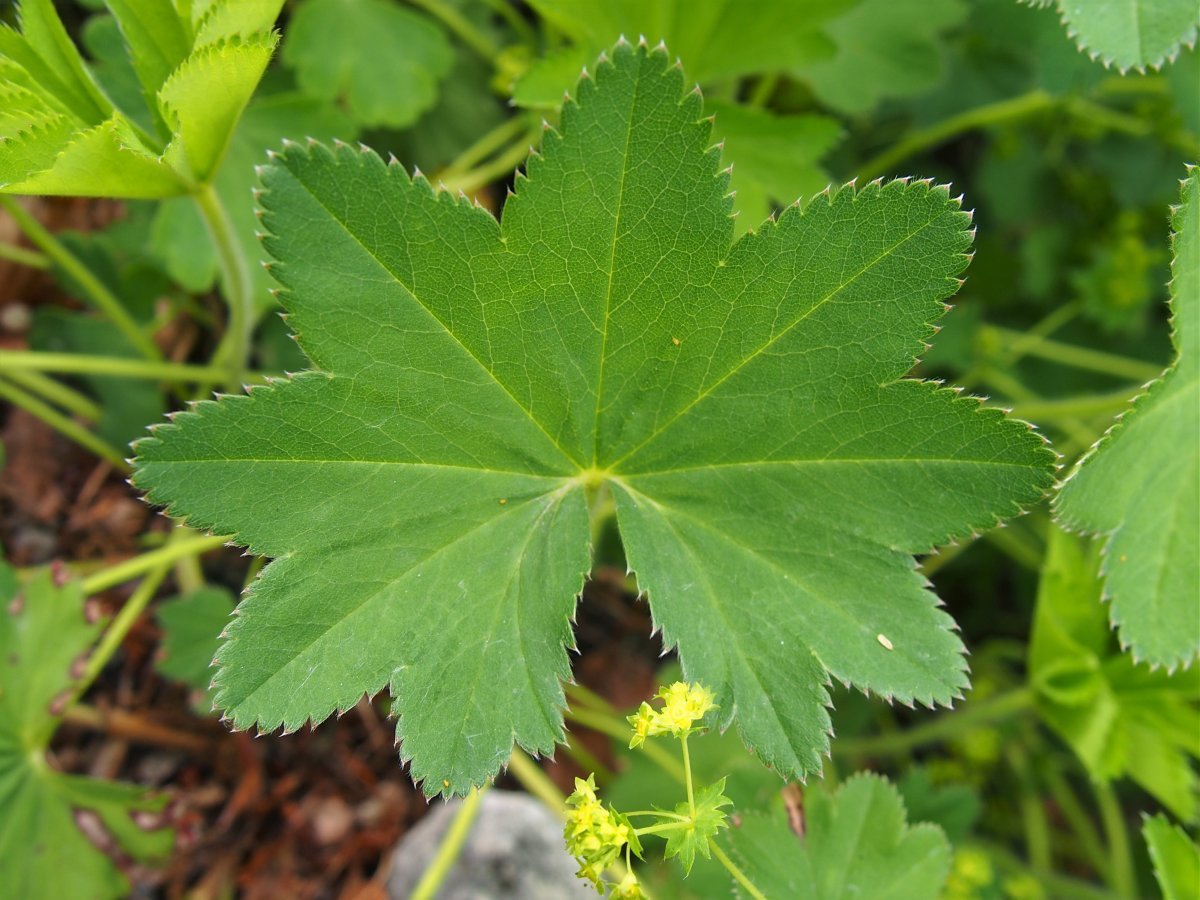 Манжетка мягкая - фото 10