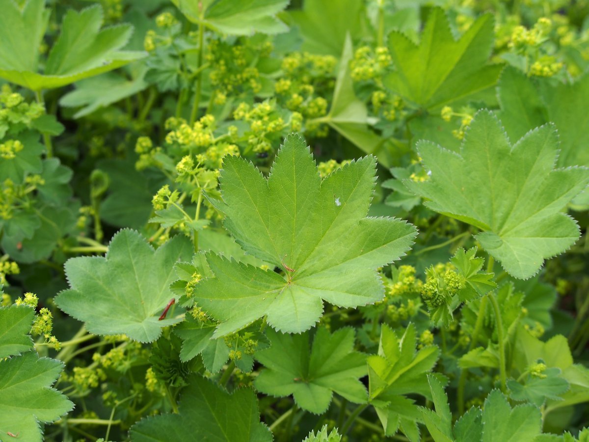 Манжетка мягкая - фото 9