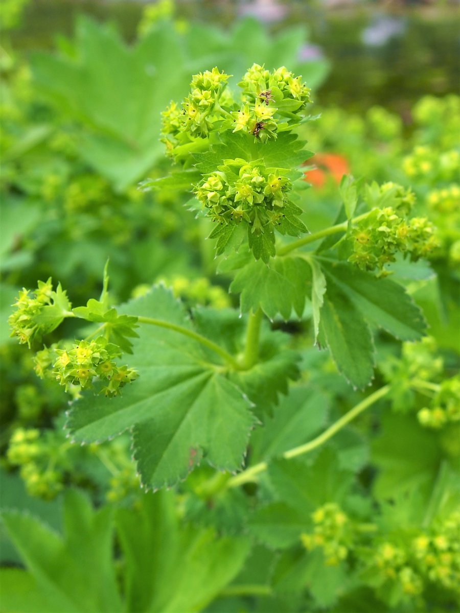 Манжетка мягкая - фото 11