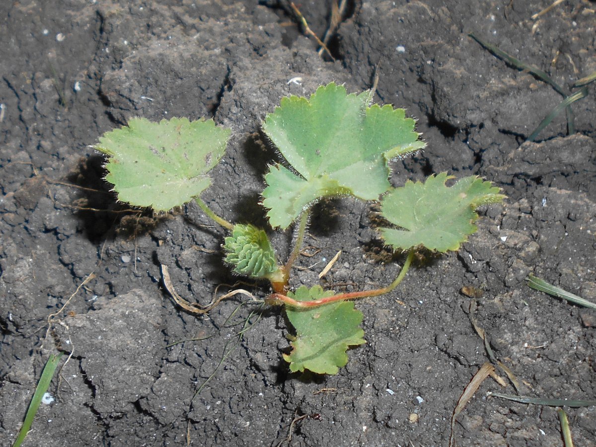 Манжетка мягкая - фото 4