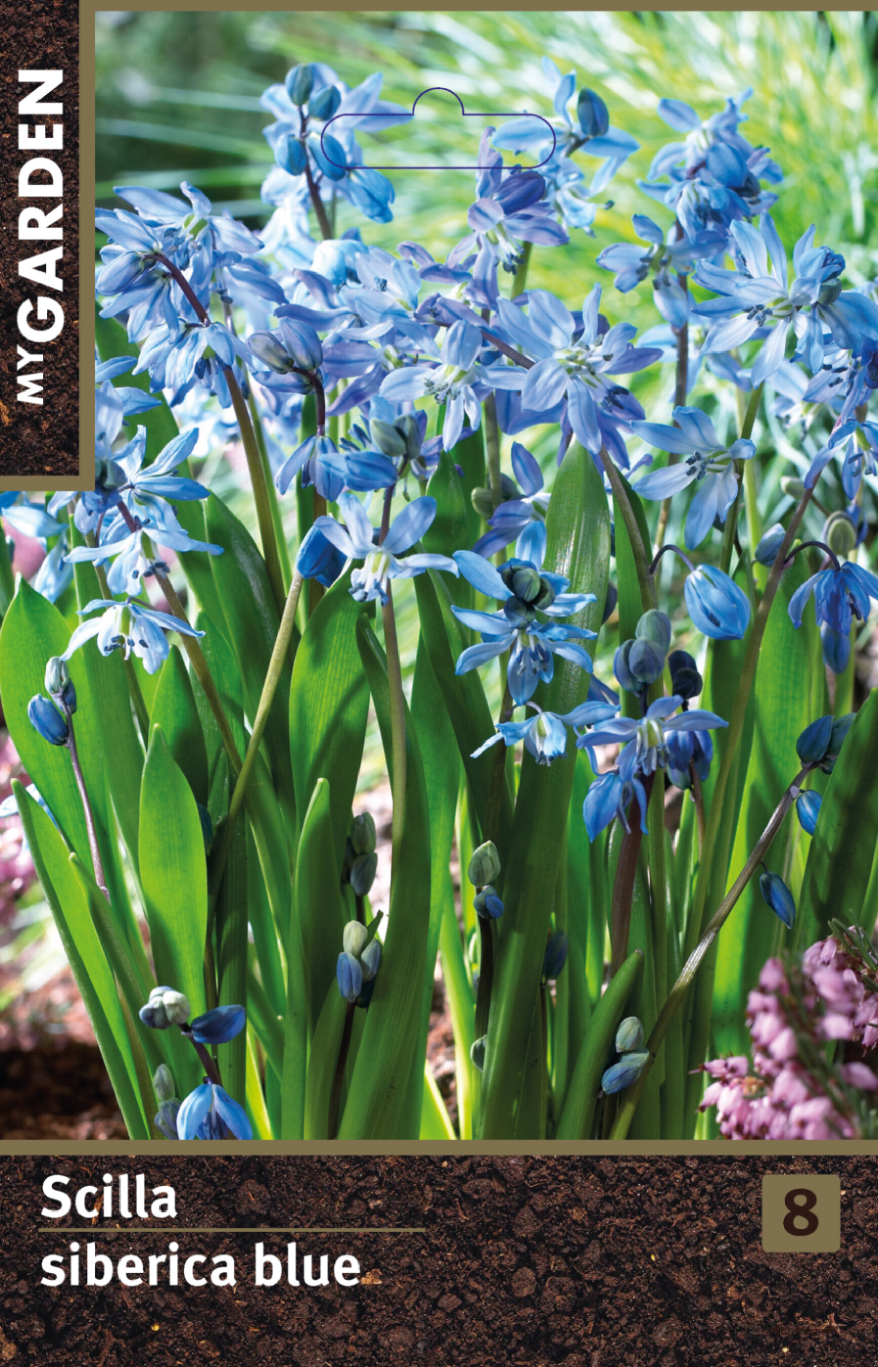 Сцилла сибирская голубая