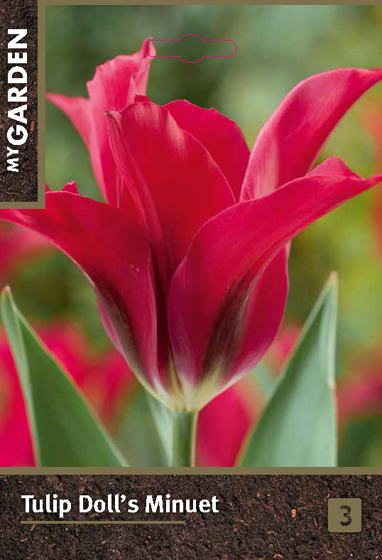 Тюльпан зеленоцветный Доллз Минуэт