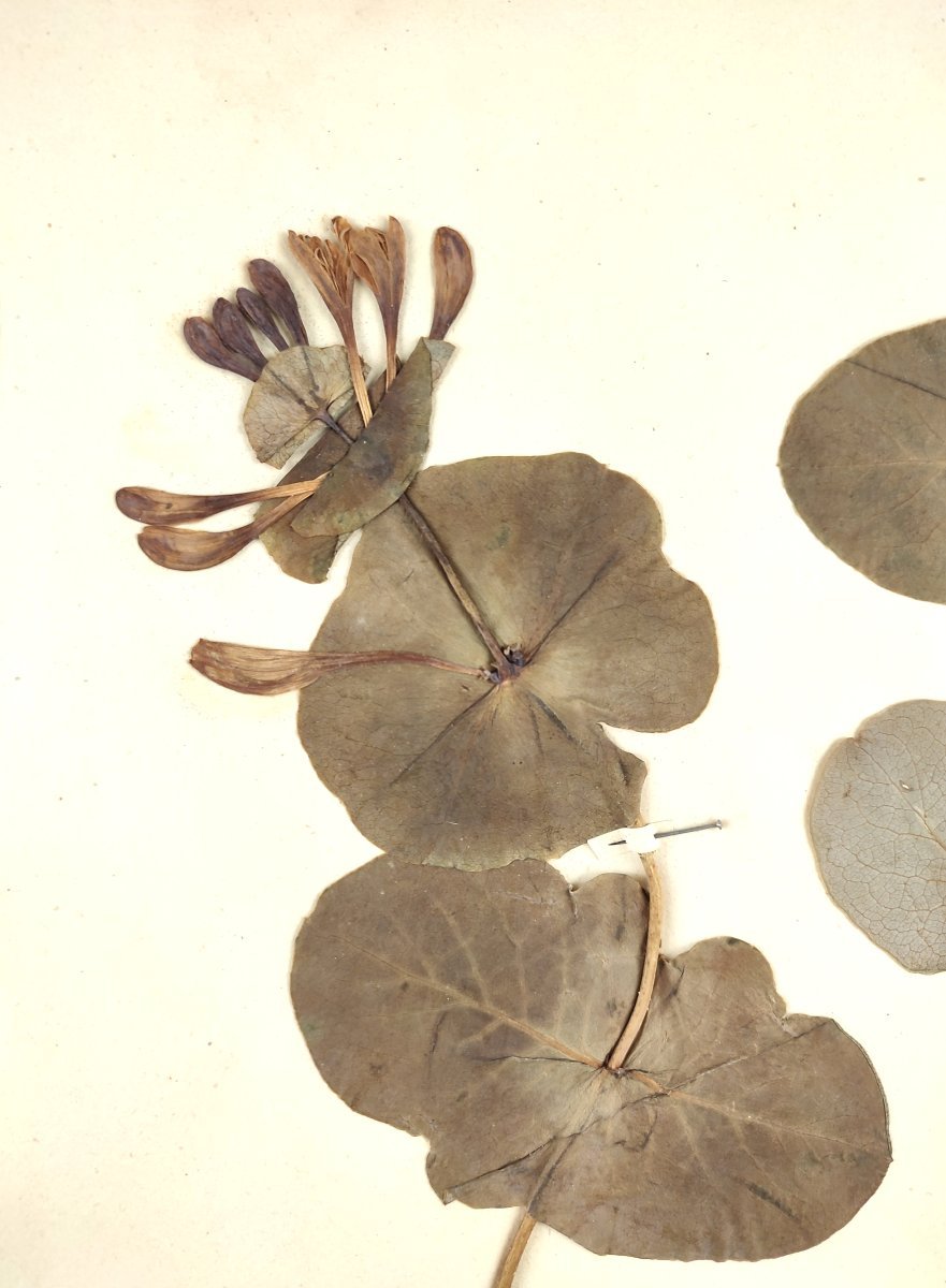 Жимолость каприфоль - фото 4