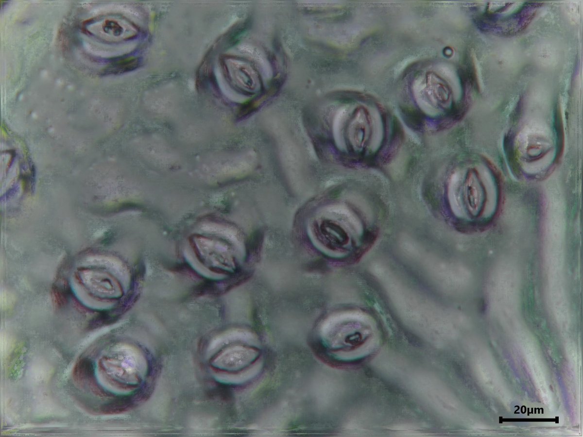 Жимолость каприфоль - фото 9