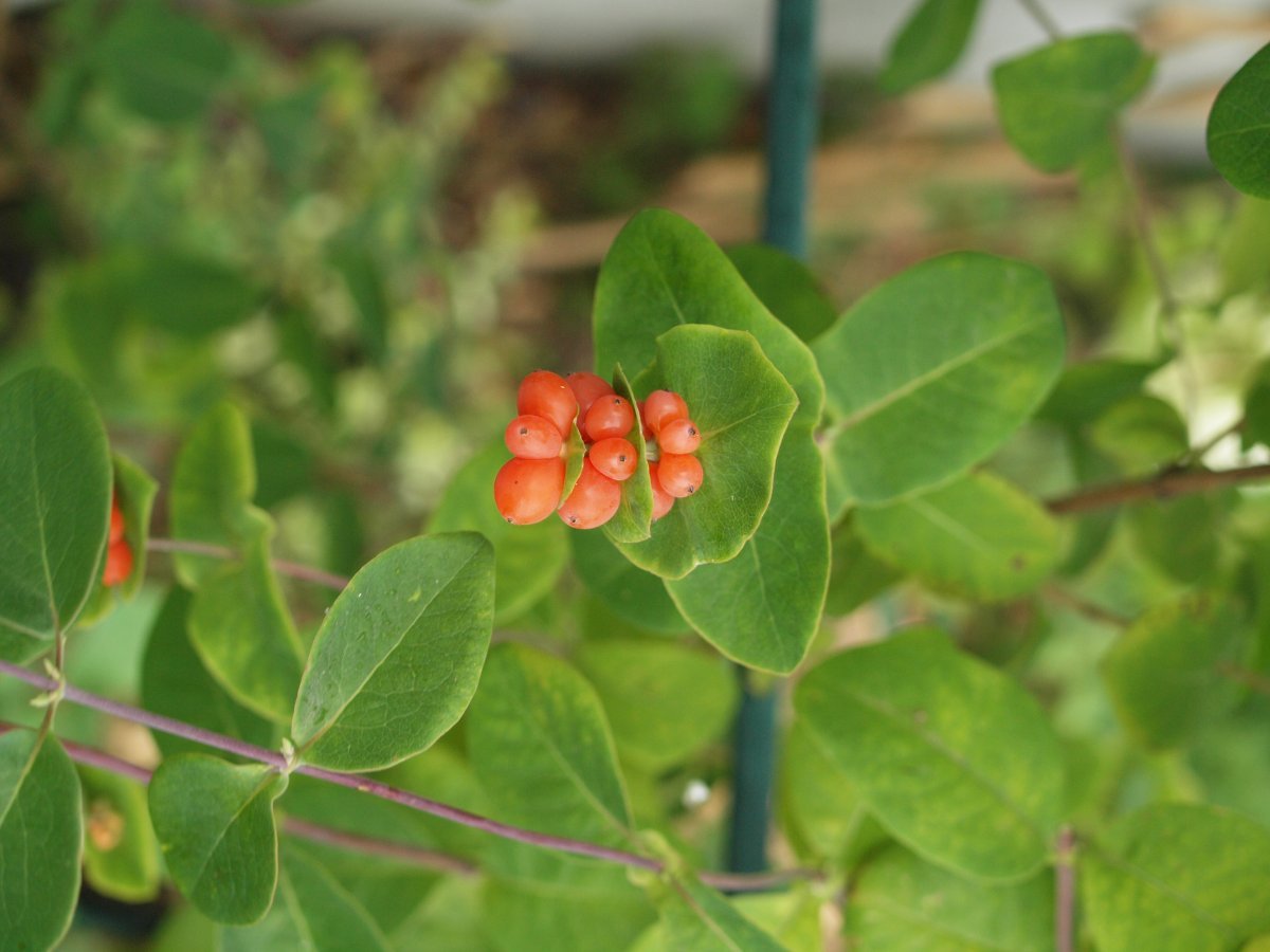 Жимолость каприфоль - фото 11