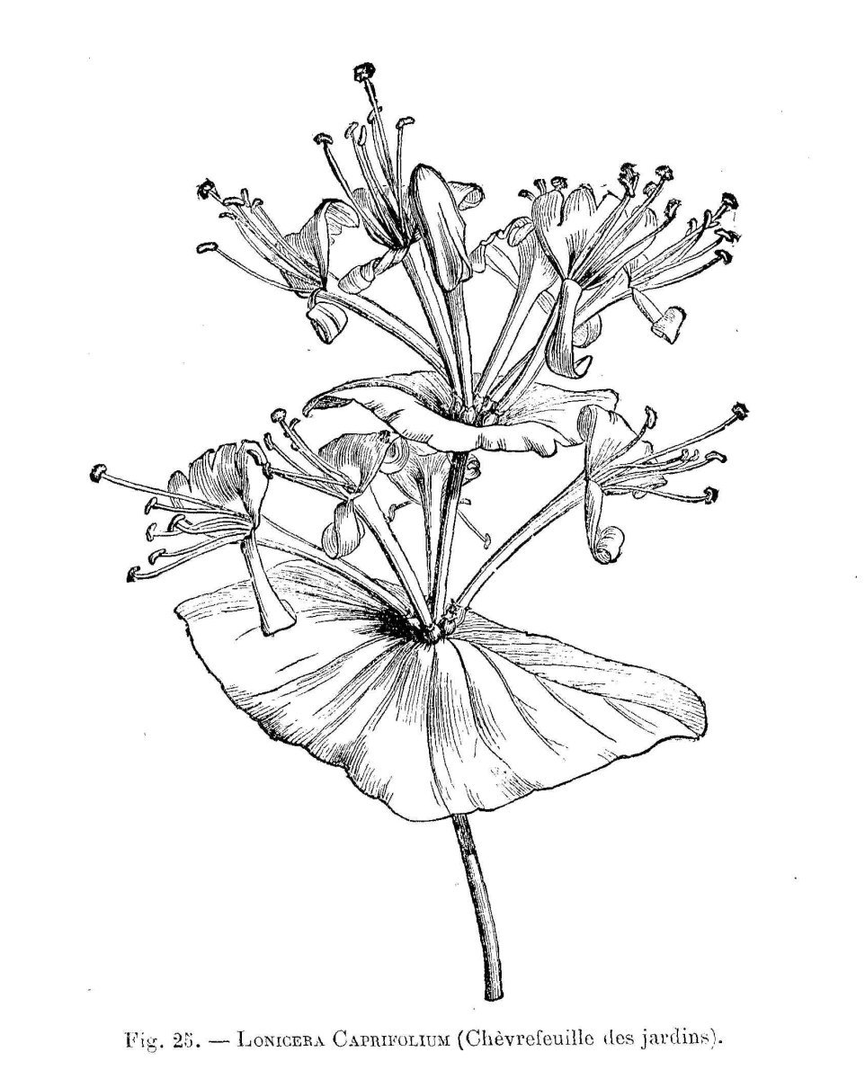 Жимолость каприфоль - фото 6