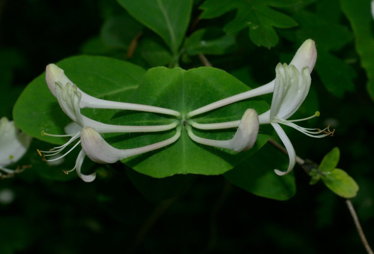 Жимолость каприфоль - фото 8