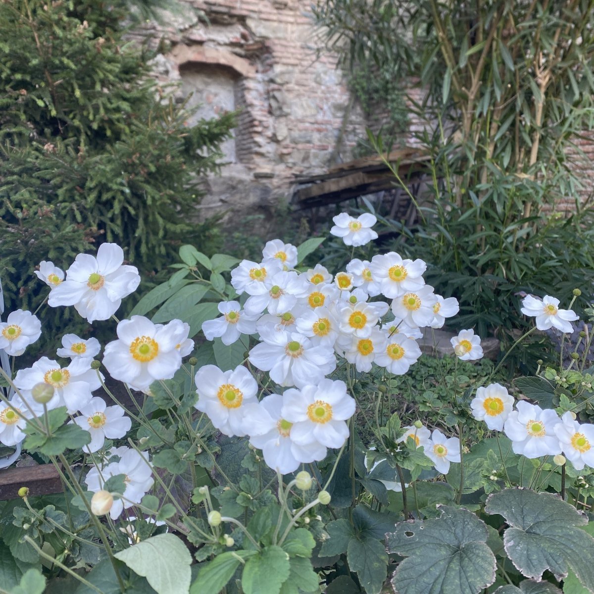 Анемона японская Хонорин Джоберт