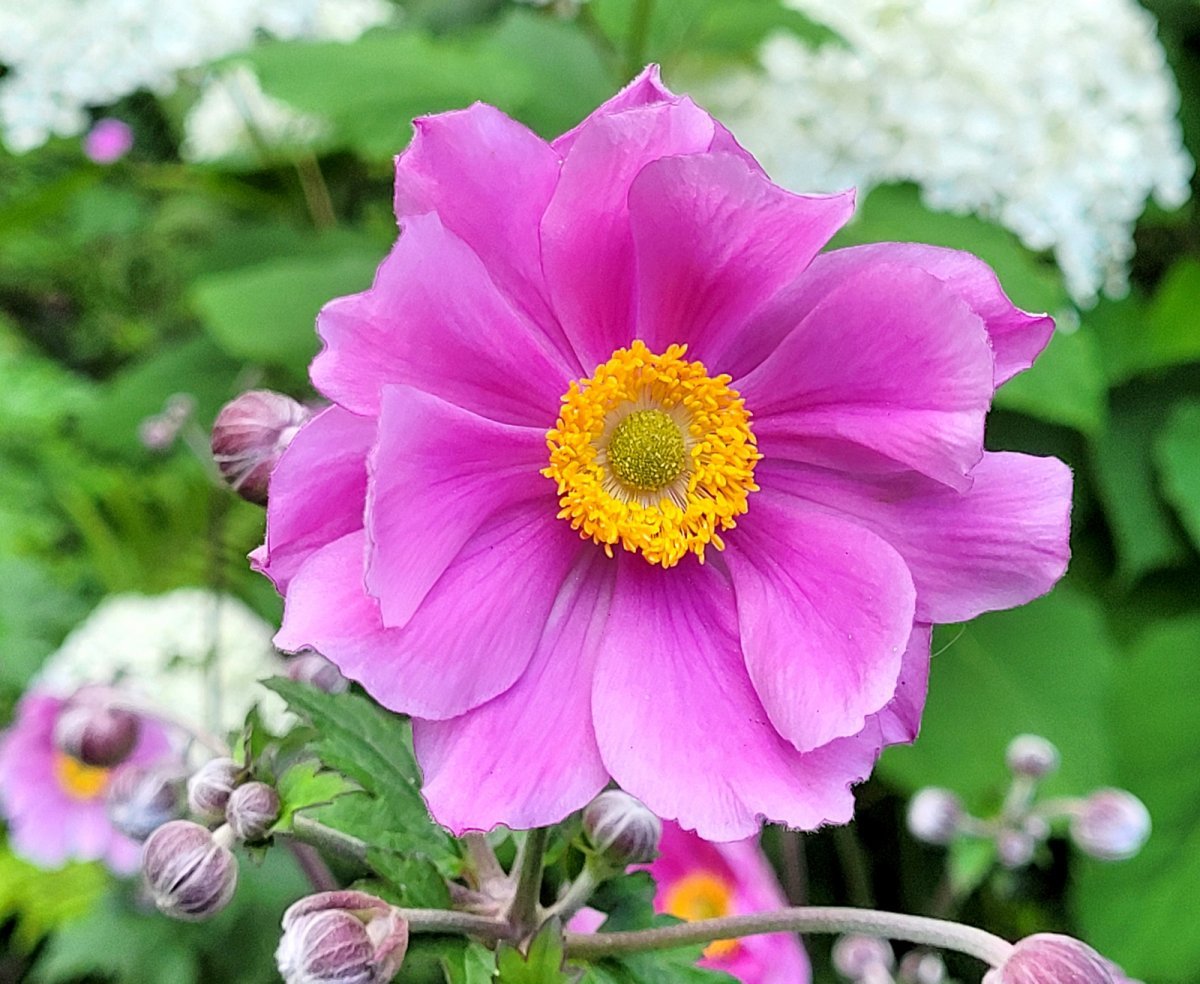 Анемона японская Памина