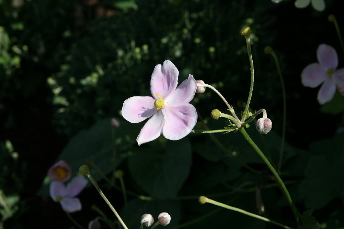 Анемона виноградолистная