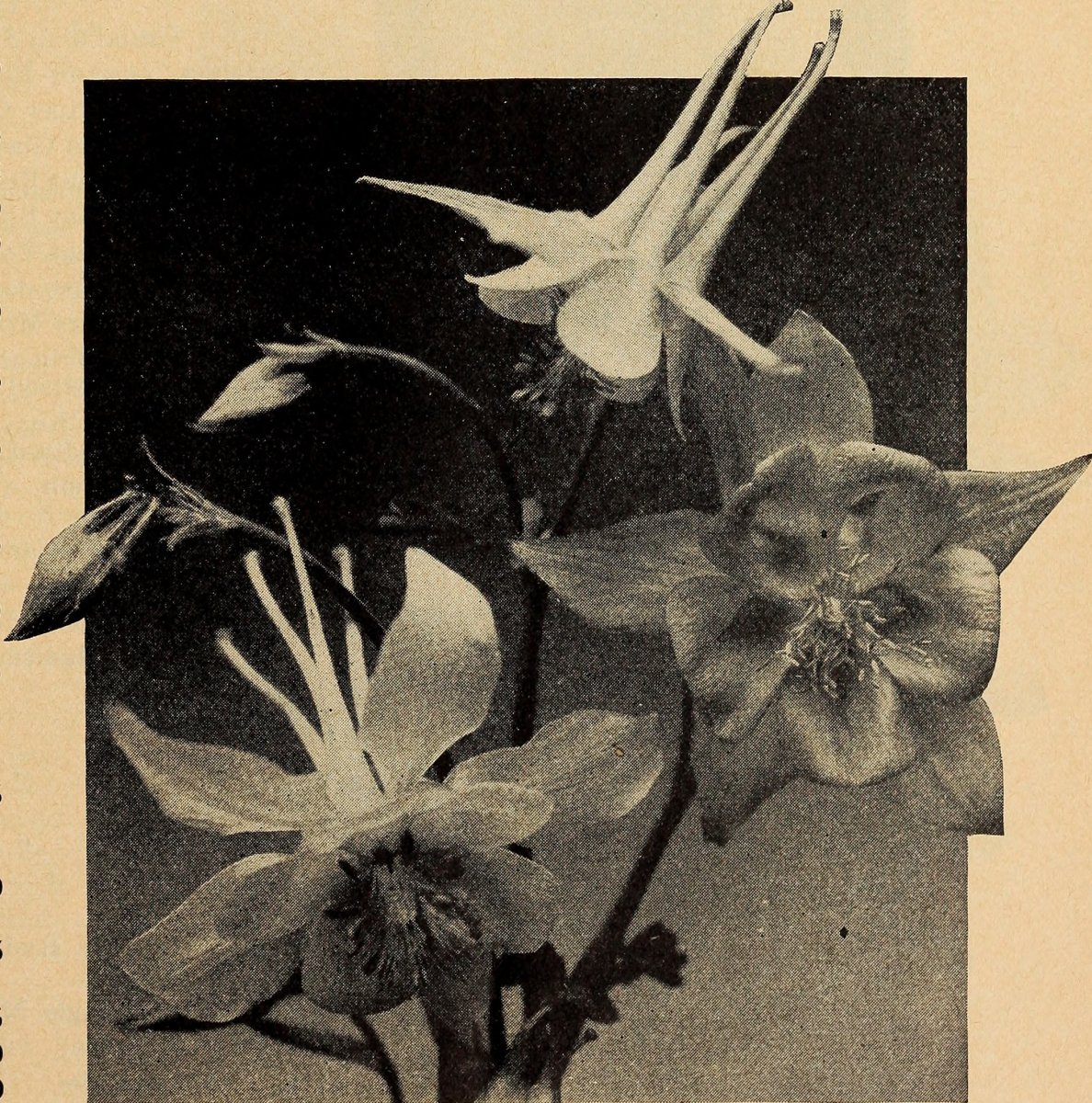 Гейхера гибридная - фото 5