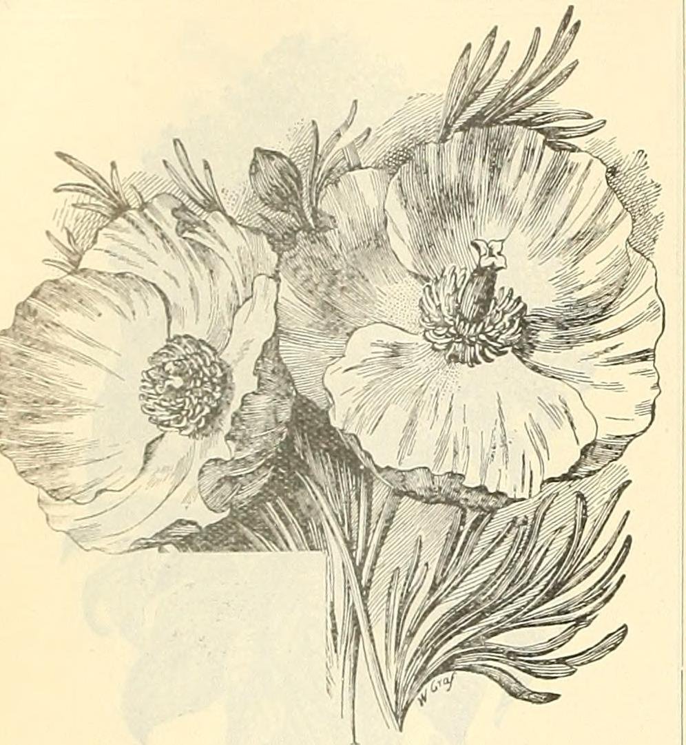 Гейхера гибридная - фото 8