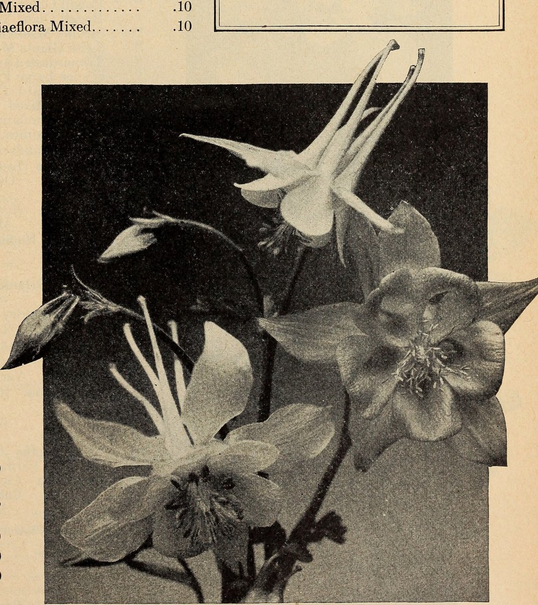 Гейхера гибридная - фото 4