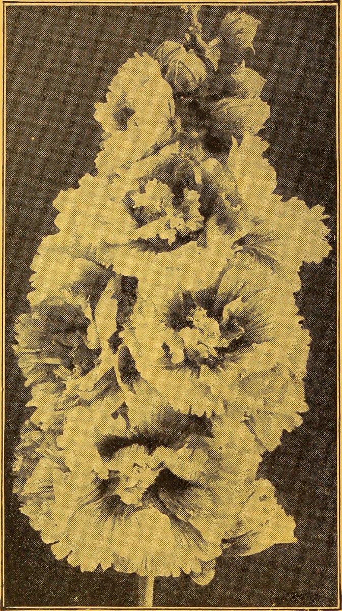 Гейхера гибридная - фото 3