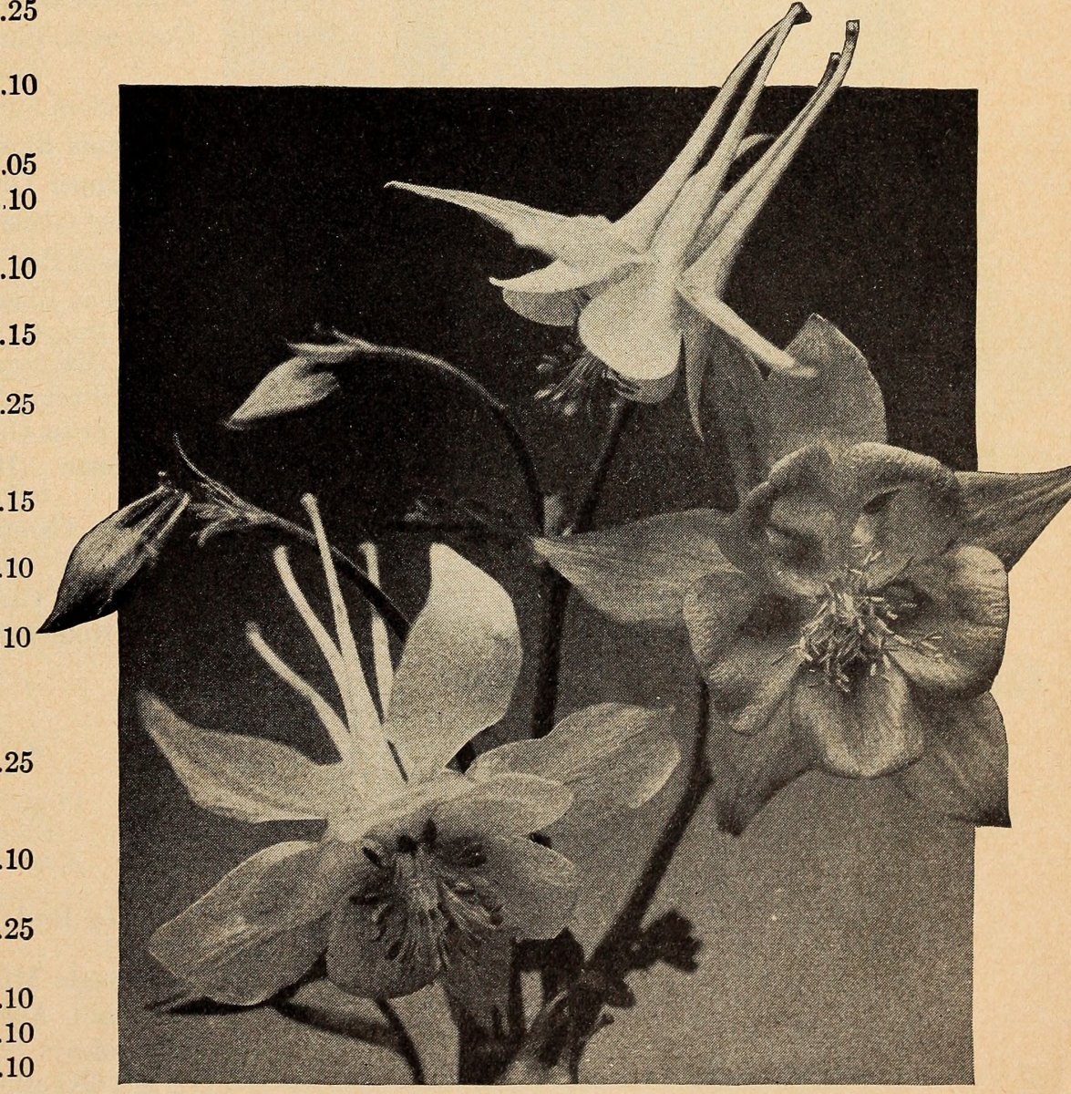 Гейхера гибридная - фото 7