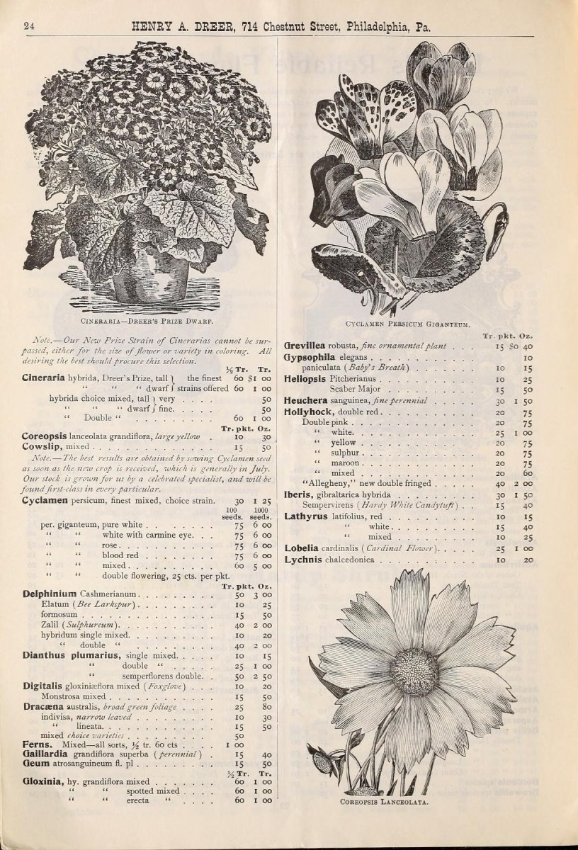 Гейхера гибридная - фото 9