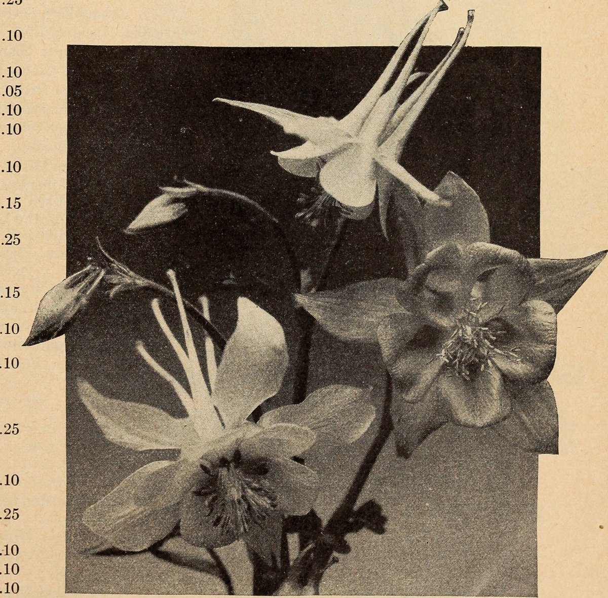 Гейхера гибридная - фото 6