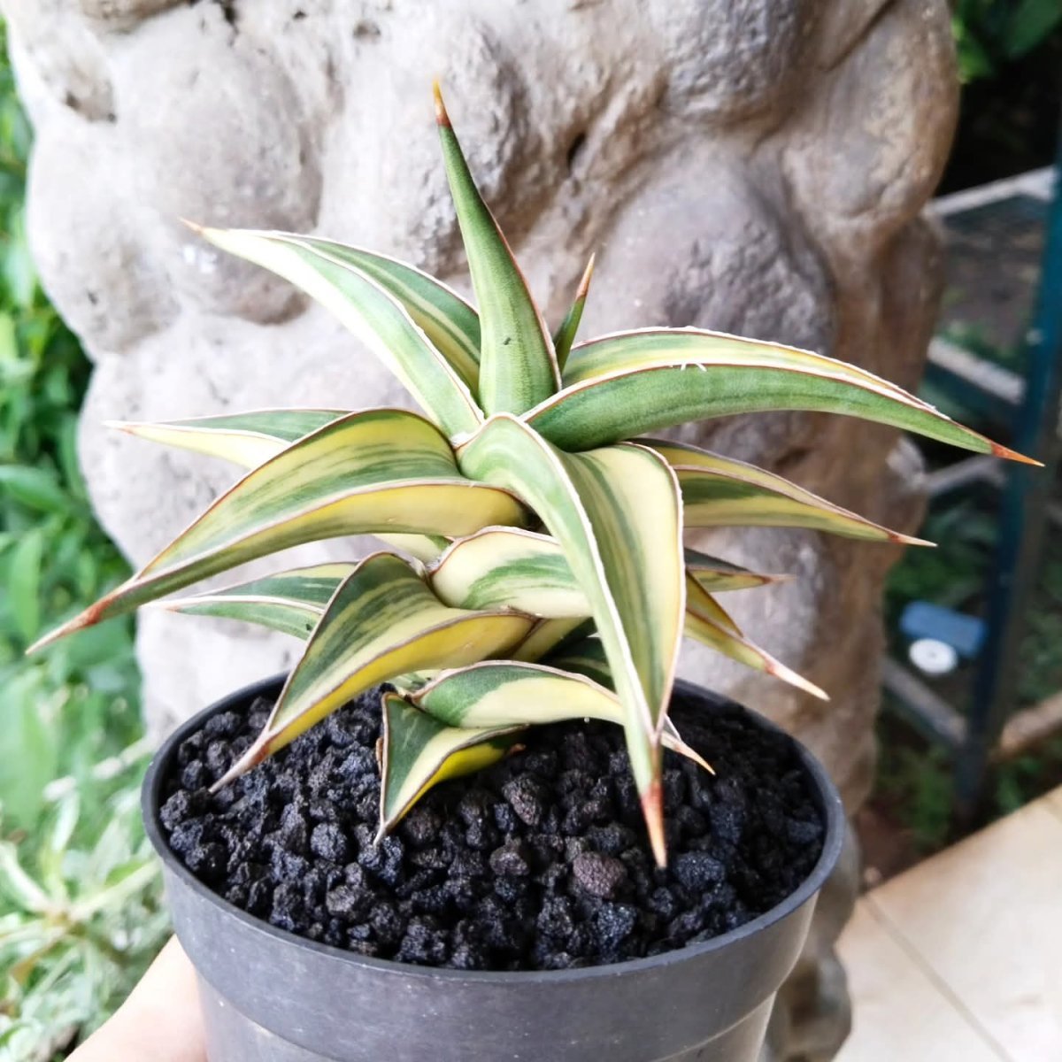 Сансевиерия