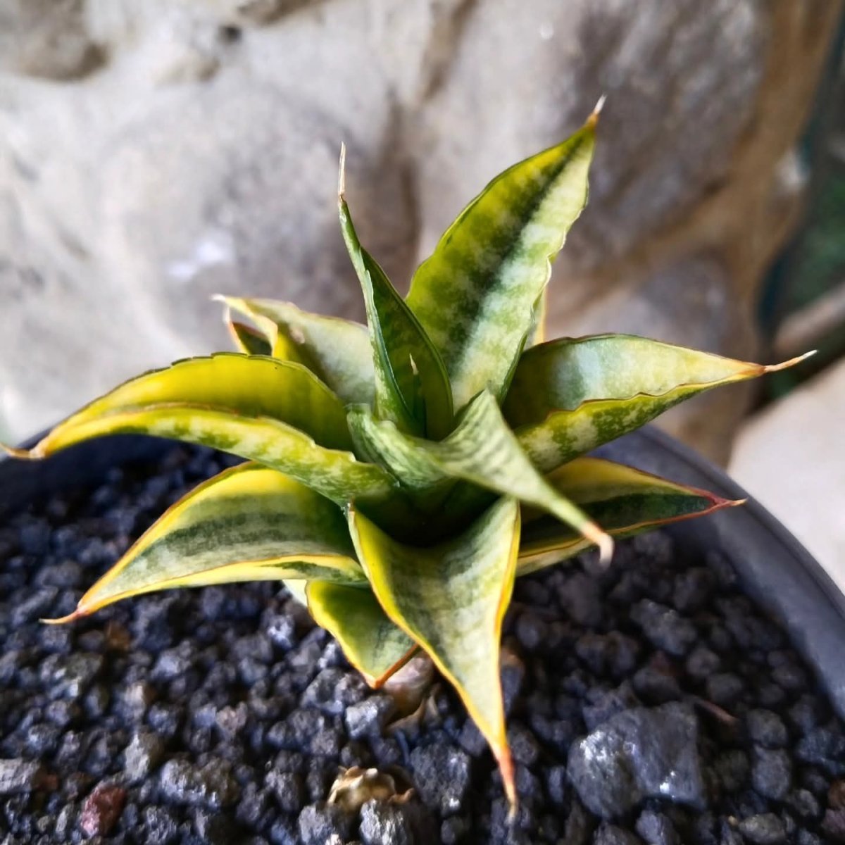 Сансевиерия - фото 3