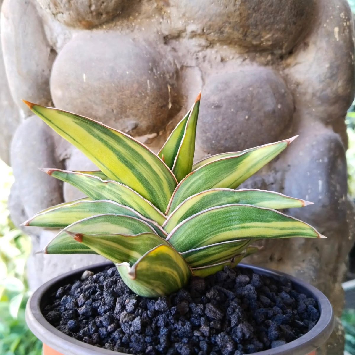 Сансевиерия - фото 2