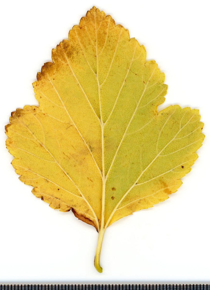 Пузыреплодник калинолистный