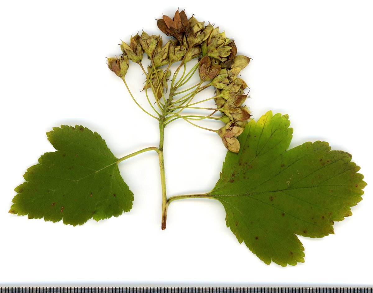 Пузыреплодник калинолистный - фото 3