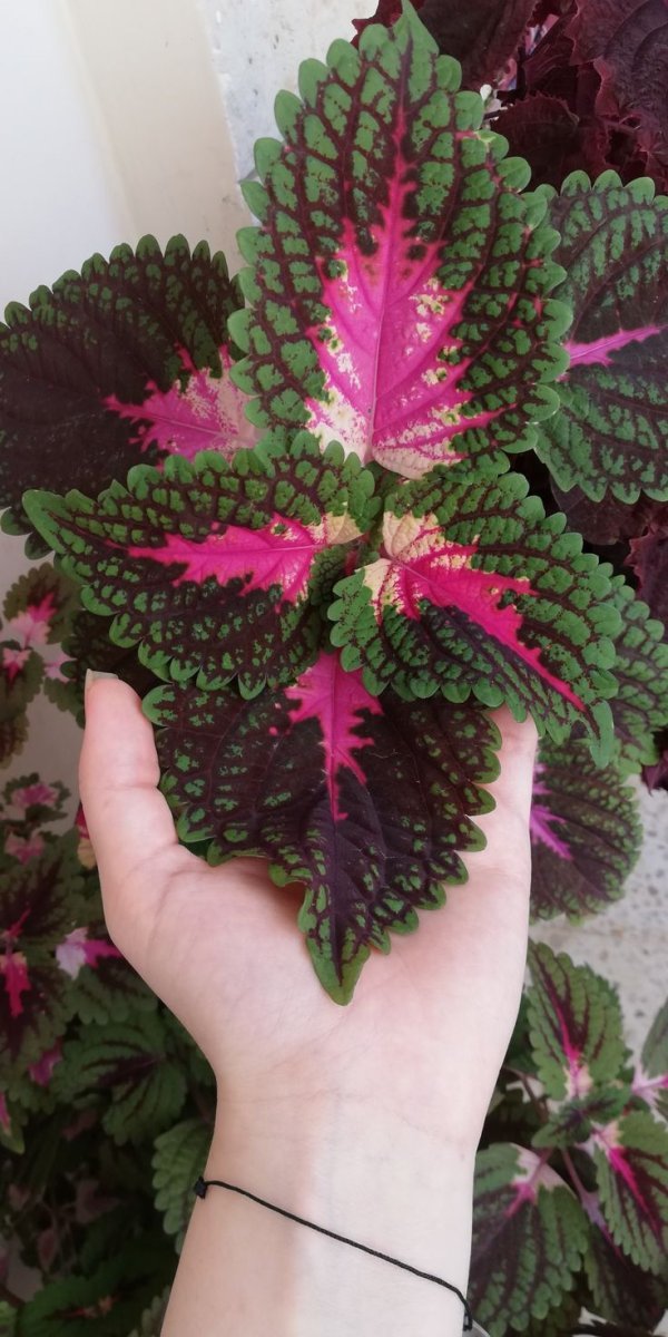 Колеос - фото 3