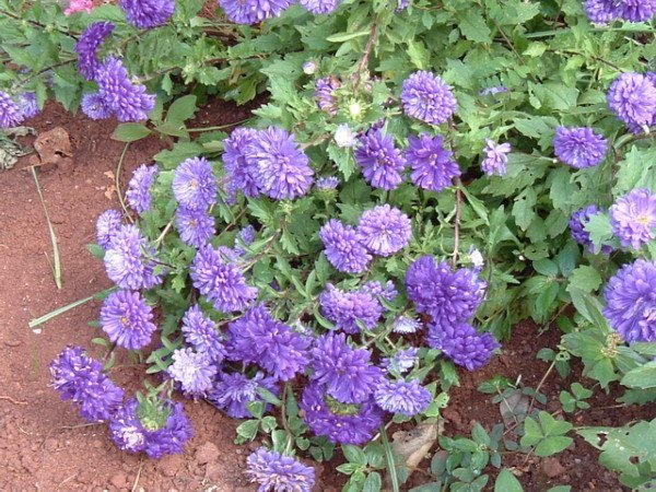 Астра однолетняя