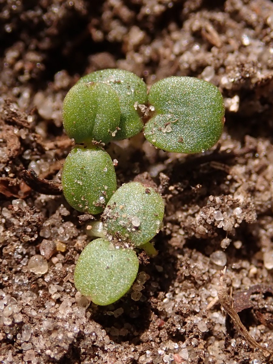 Годеция крупноцветковая