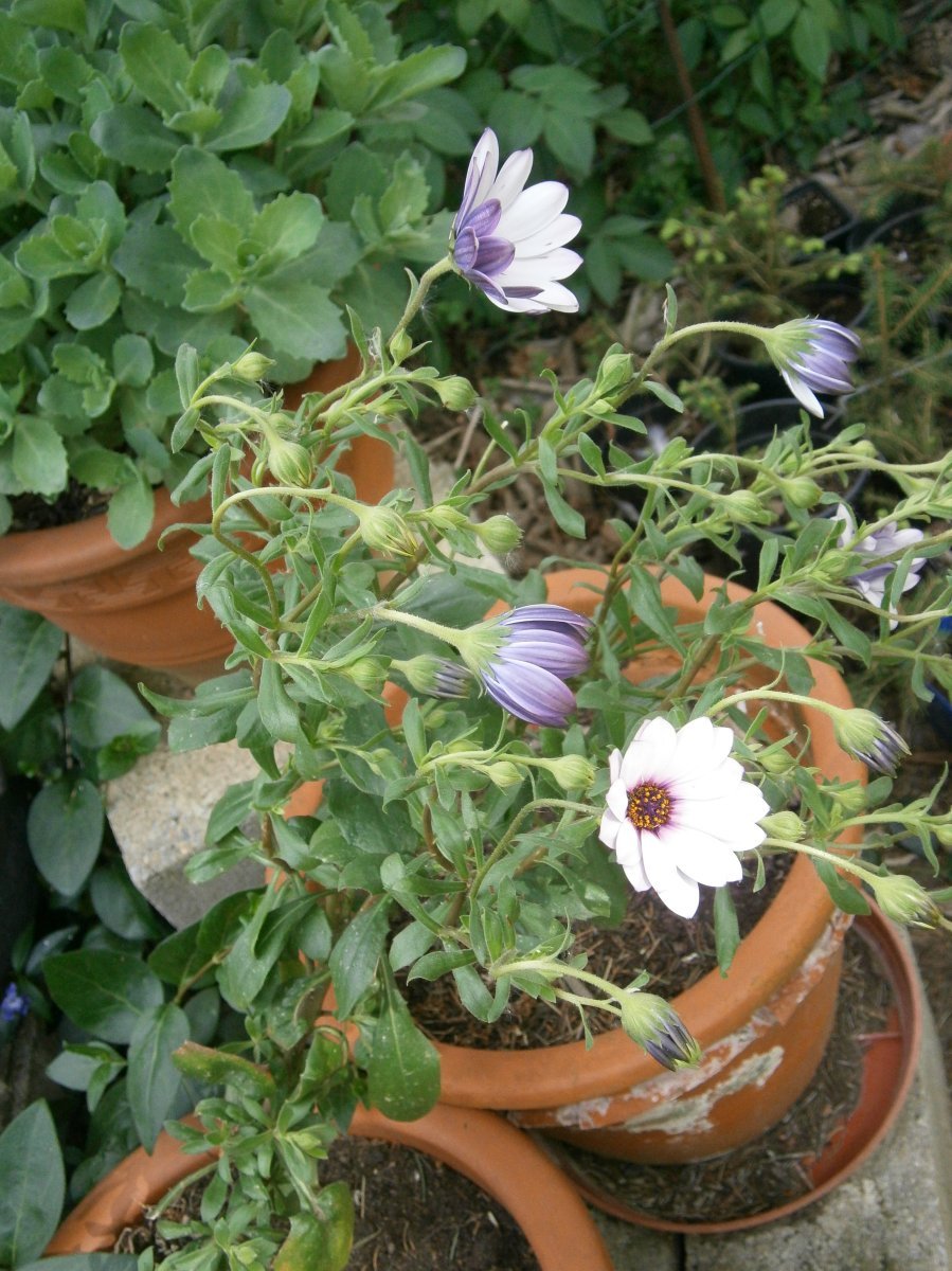 Диморфотека дождевая