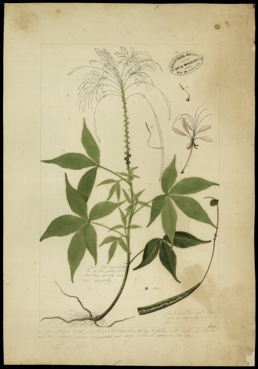 Клеома колючая