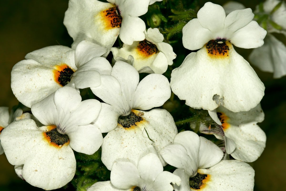 Немезия зобовидная