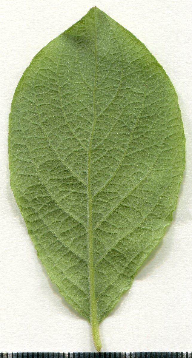 Ива козья - фото 3