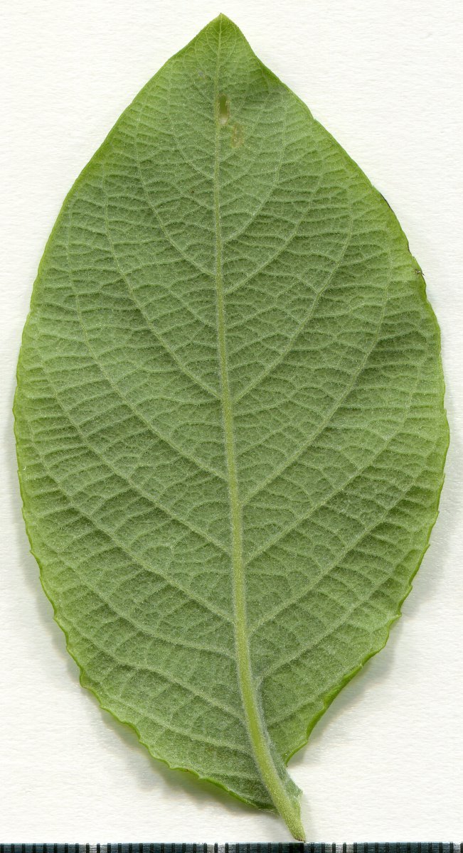 Ива козья - фото 11