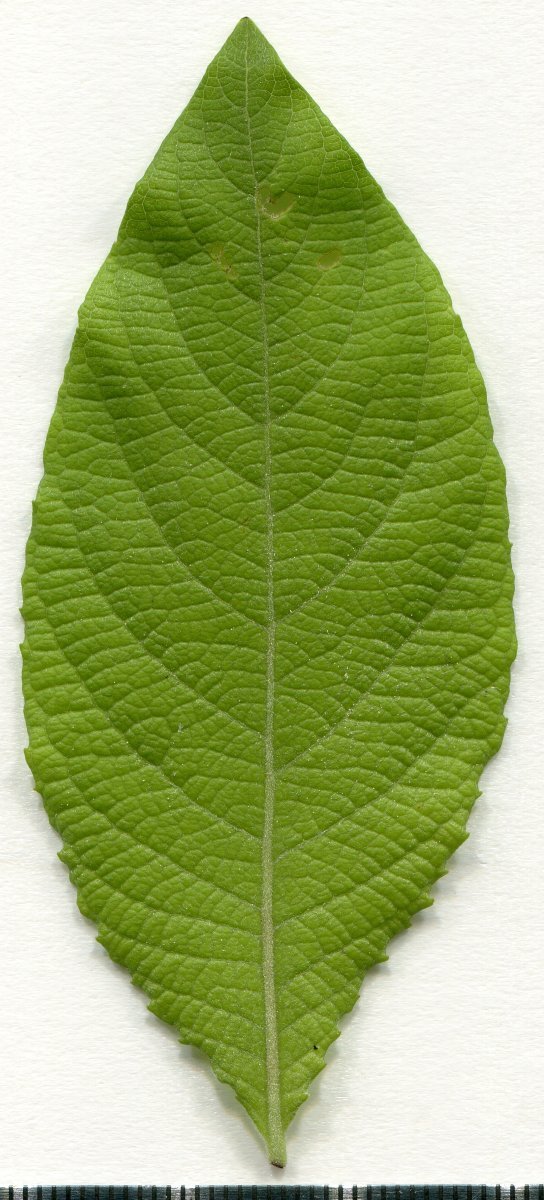 Ива козья - фото 8