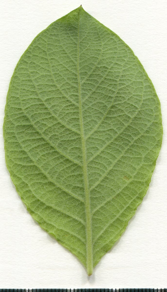 Ива козья - фото 5