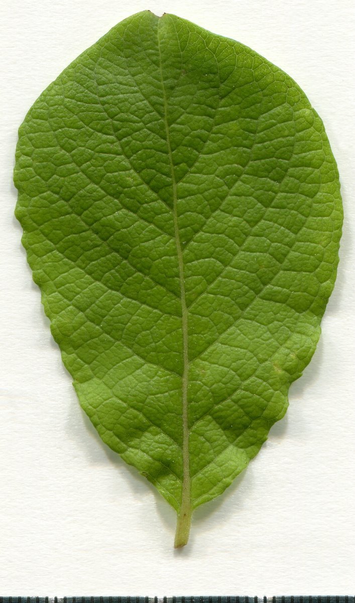 Ива козья - фото 6