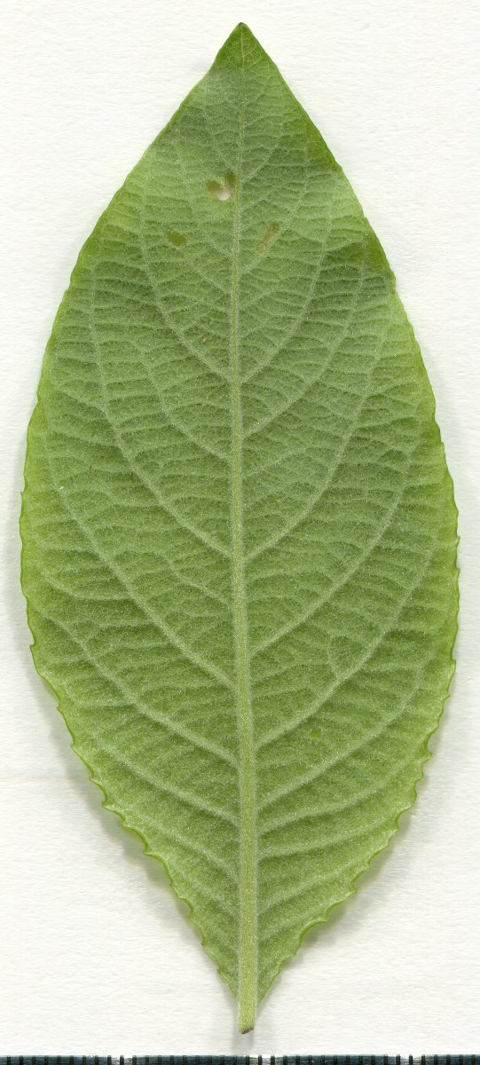 Ива козья - фото 9