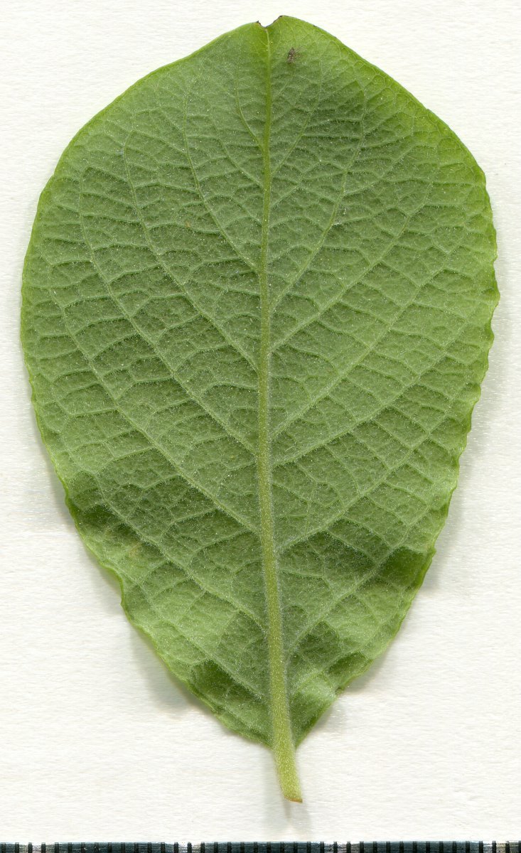 Ива козья - фото 7