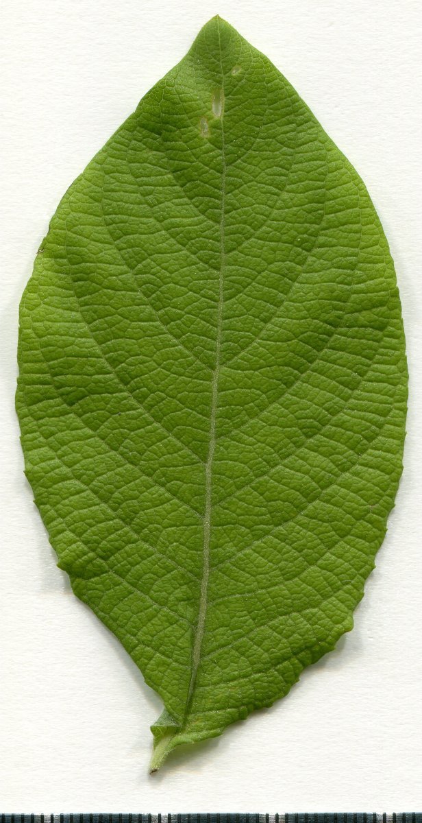 Ива козья - фото 10