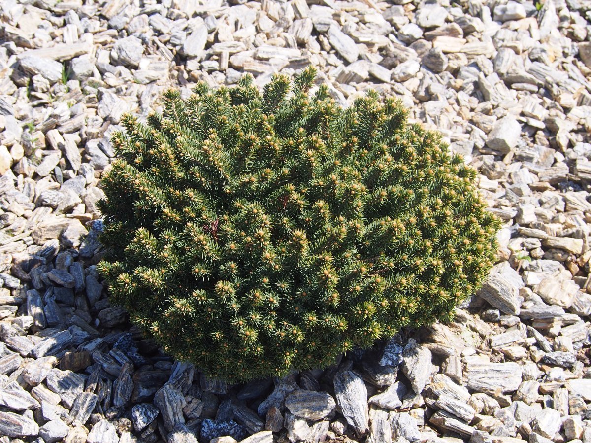 Ель колючая - фото 7