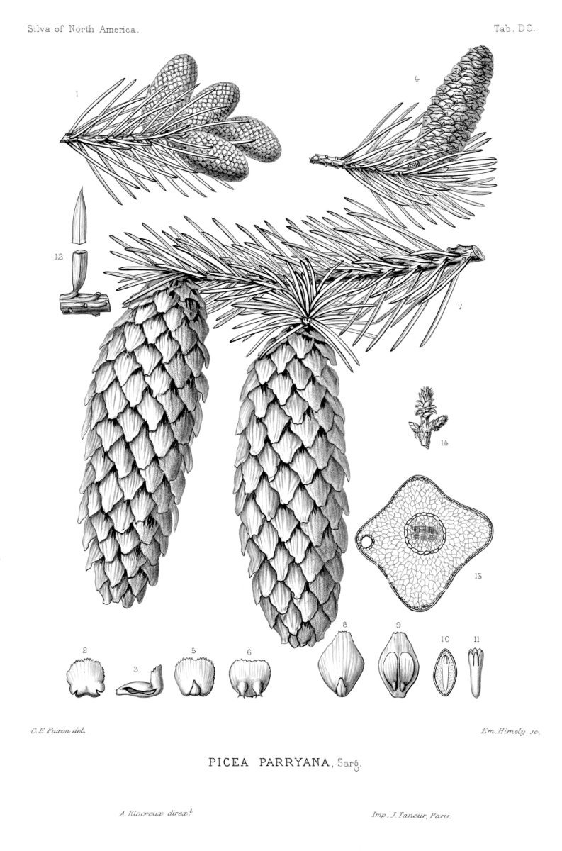Ель колючая - фото 10