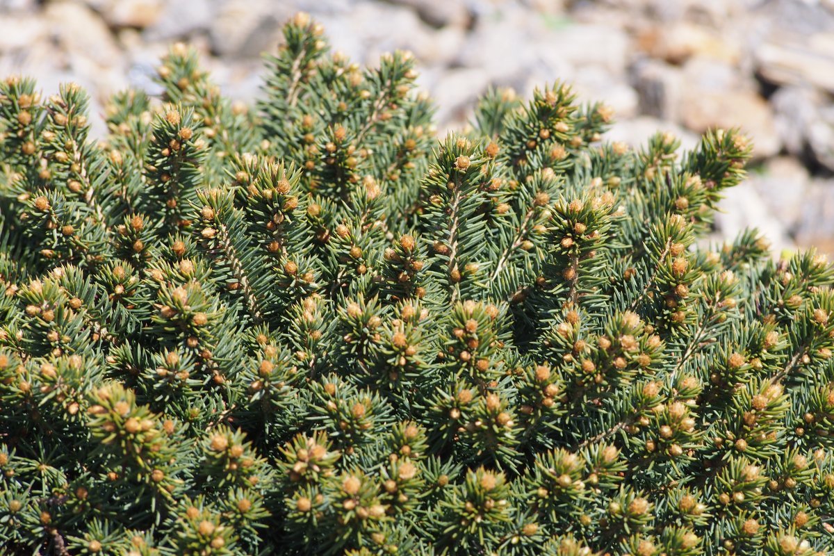 Ель колючая - фото 8