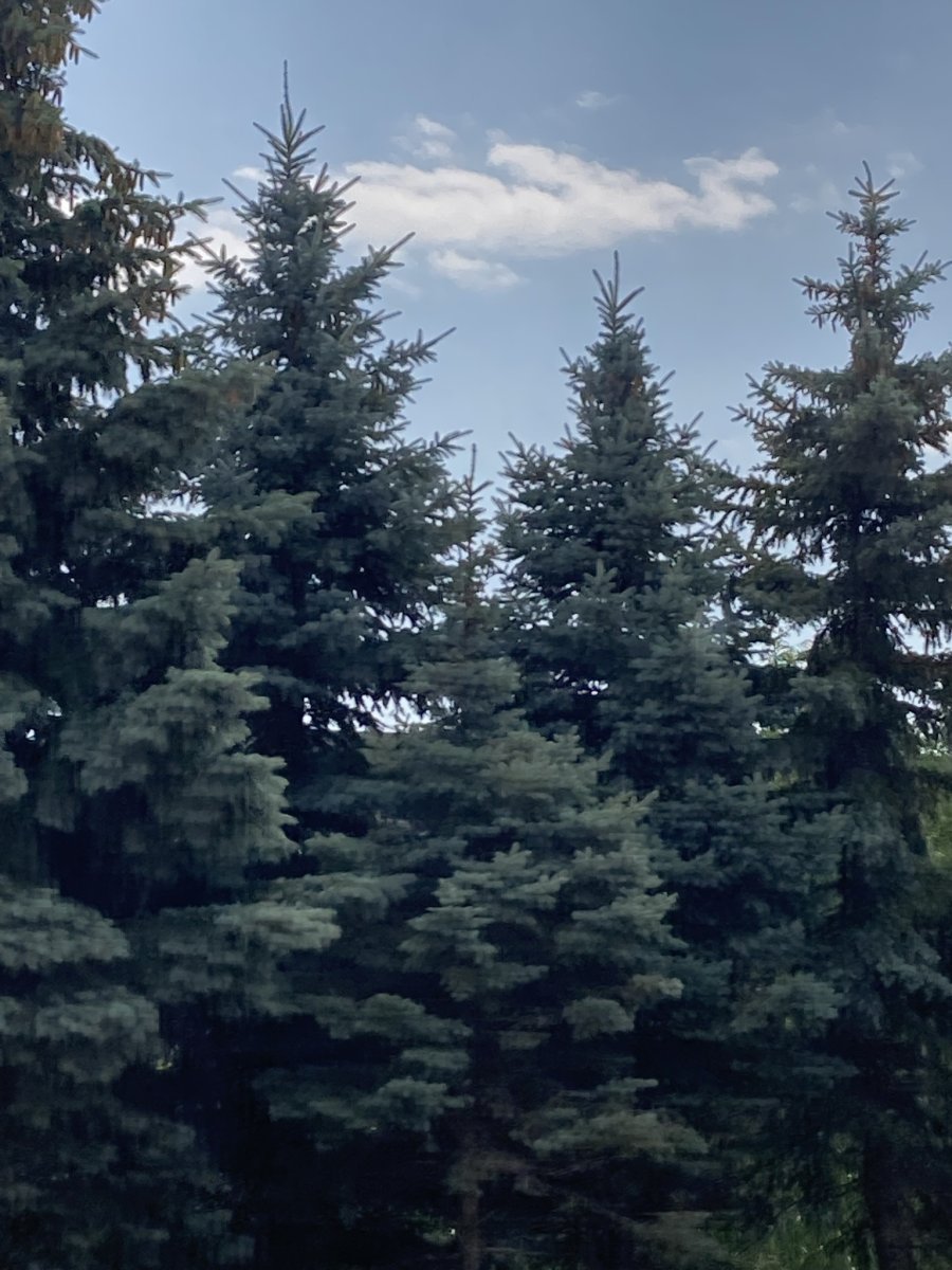 Ель колючая - фото 11