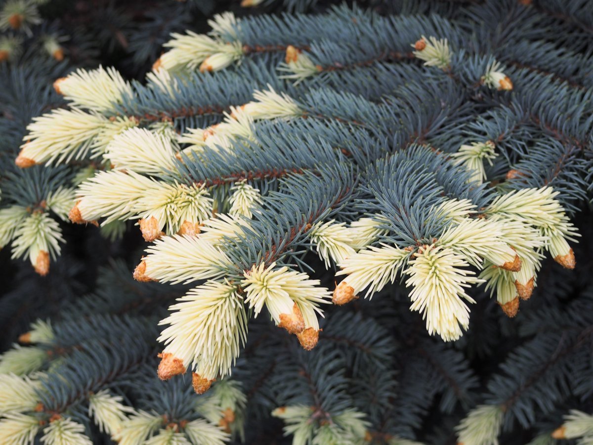 Ель колючая - фото 5