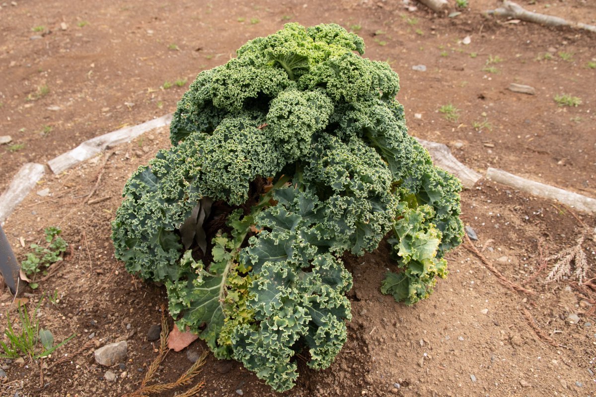 Декоративная капуста