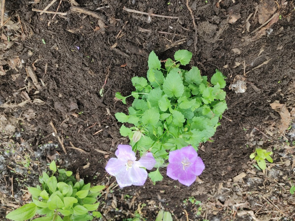 Колокольчик карпатский - фото 6